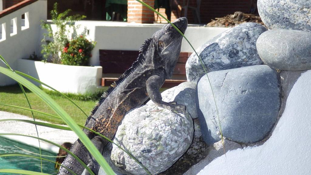 Casa de los Monos: photo 2