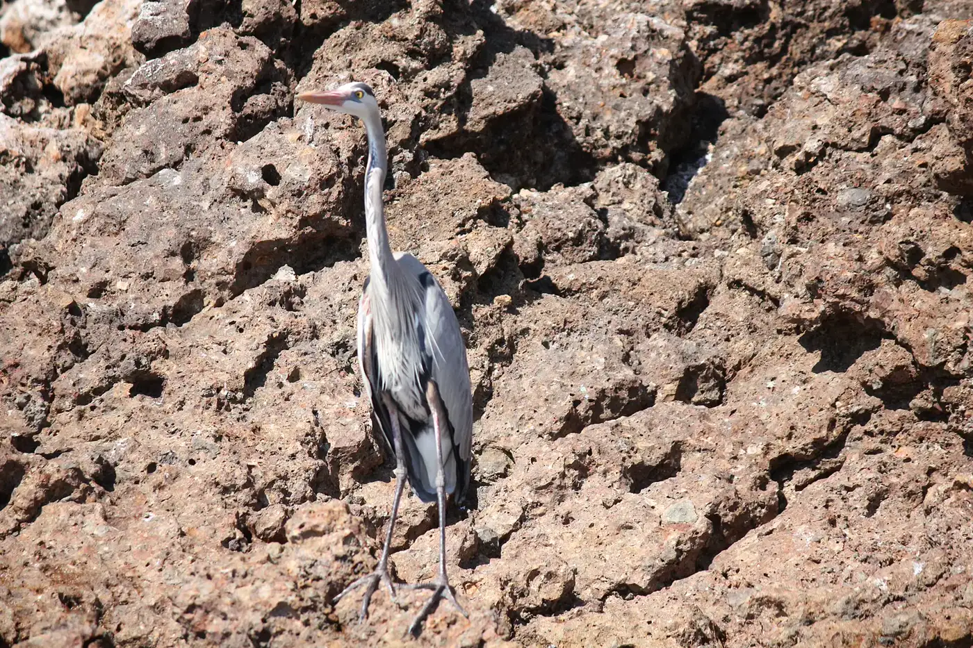 Blue-footed boobies at the Marietas Islands