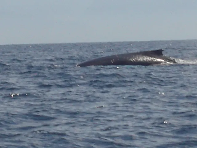 A humpback whale at the surface in Banderas Bay